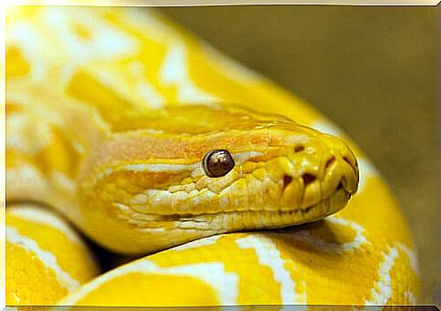 Animals in Feng Shui, yellow snake