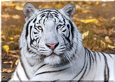 Animals in Feng Shui, white tiger