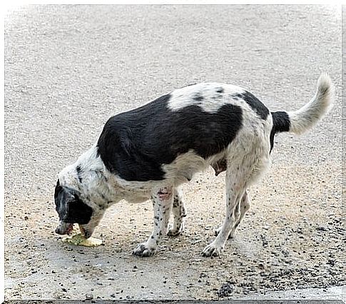 Poisoned dog vomits