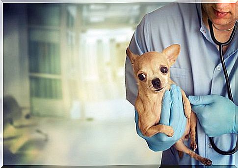 Veterinarian takes care of small pedigree dogs