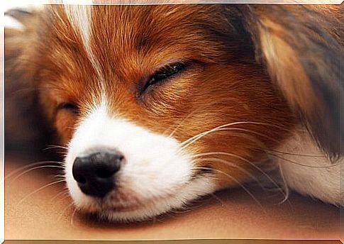 Five tips to help your dog sleep through the night