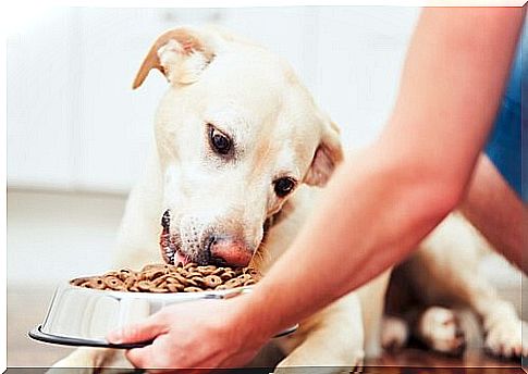 Food for dogs: value for money