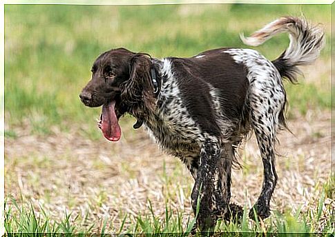 Ein aktiver Hund braucht auch mehr Futter!