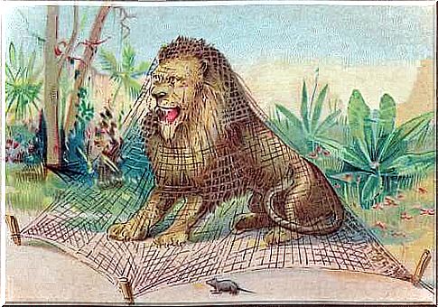 The lion sits trapped in the net