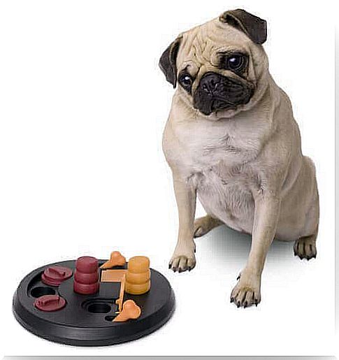 Games for dogs that stimulate their brain