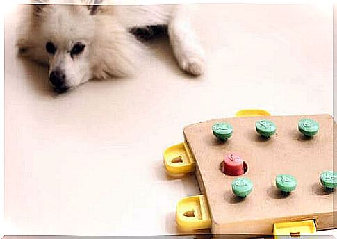 Games for dogs that make them think