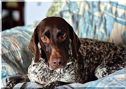 German Shorthaired Pointer: Tips for Upbringing