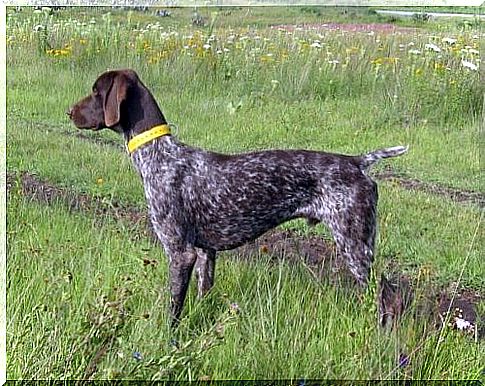 The German Shorthaired Pointer