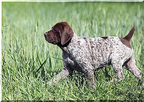 Raising the German Shorthaired Pointer