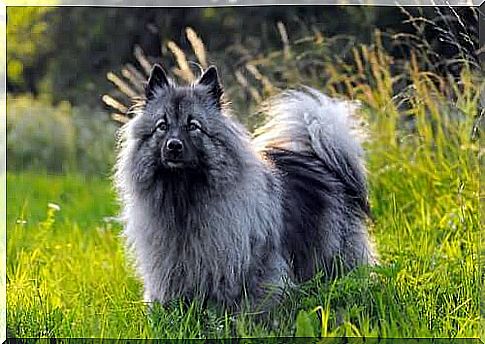 German Wolfspitz