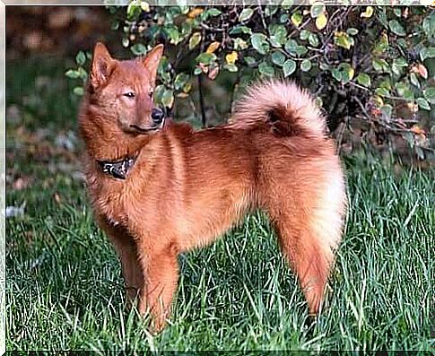 Finnish Spitz