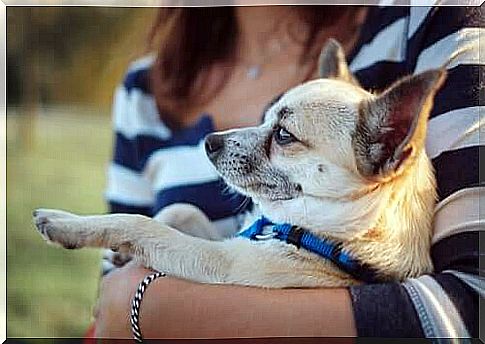 Pancino can also be carried on your arm from time to time