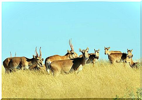 Global warming: The saiga antelope is endangered