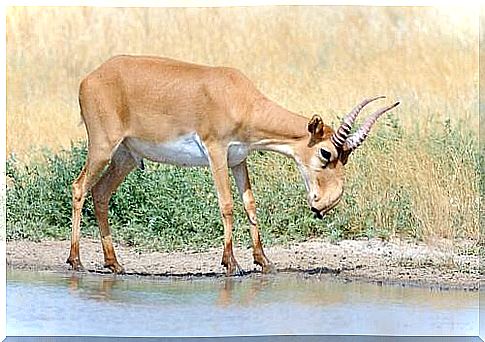 The saiga antelope is endangered - it can have pacts on its nose.