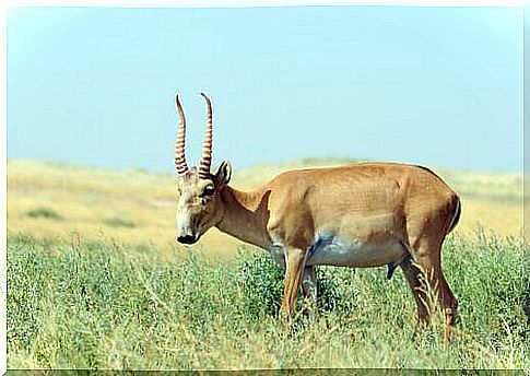 The saiga antelope is endangered - by global warming.