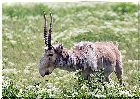 The saiga antelope is endangered by poaching.