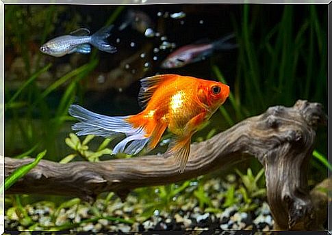 Goldfish: care and diseases