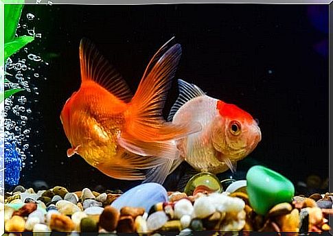 Goldfish aquarium