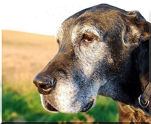 Gray hair in dogs: causes and tips