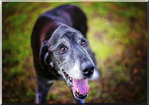 Gray hair on the snout in dogs