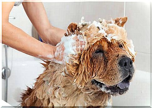 Regular bathing is part of keeping a large dog