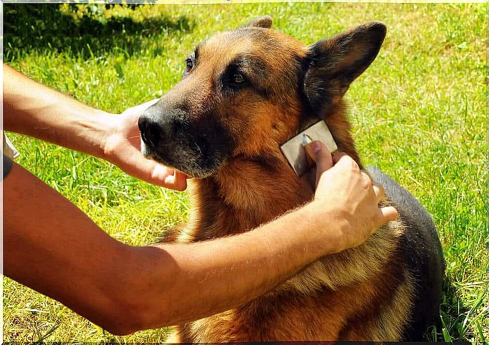 Brushes for the German Shepherd