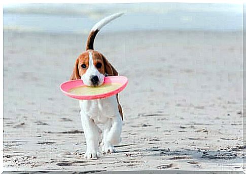 Beagle with frisbee on the beach