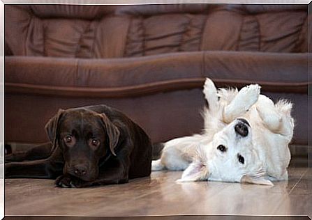 hairy times with dogs