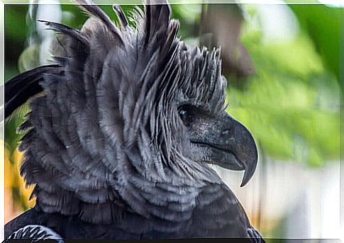 Harpies, the giant birds of prey in South America