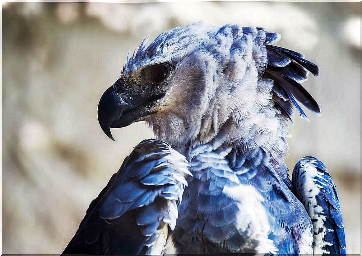 Harpies - side view of the head