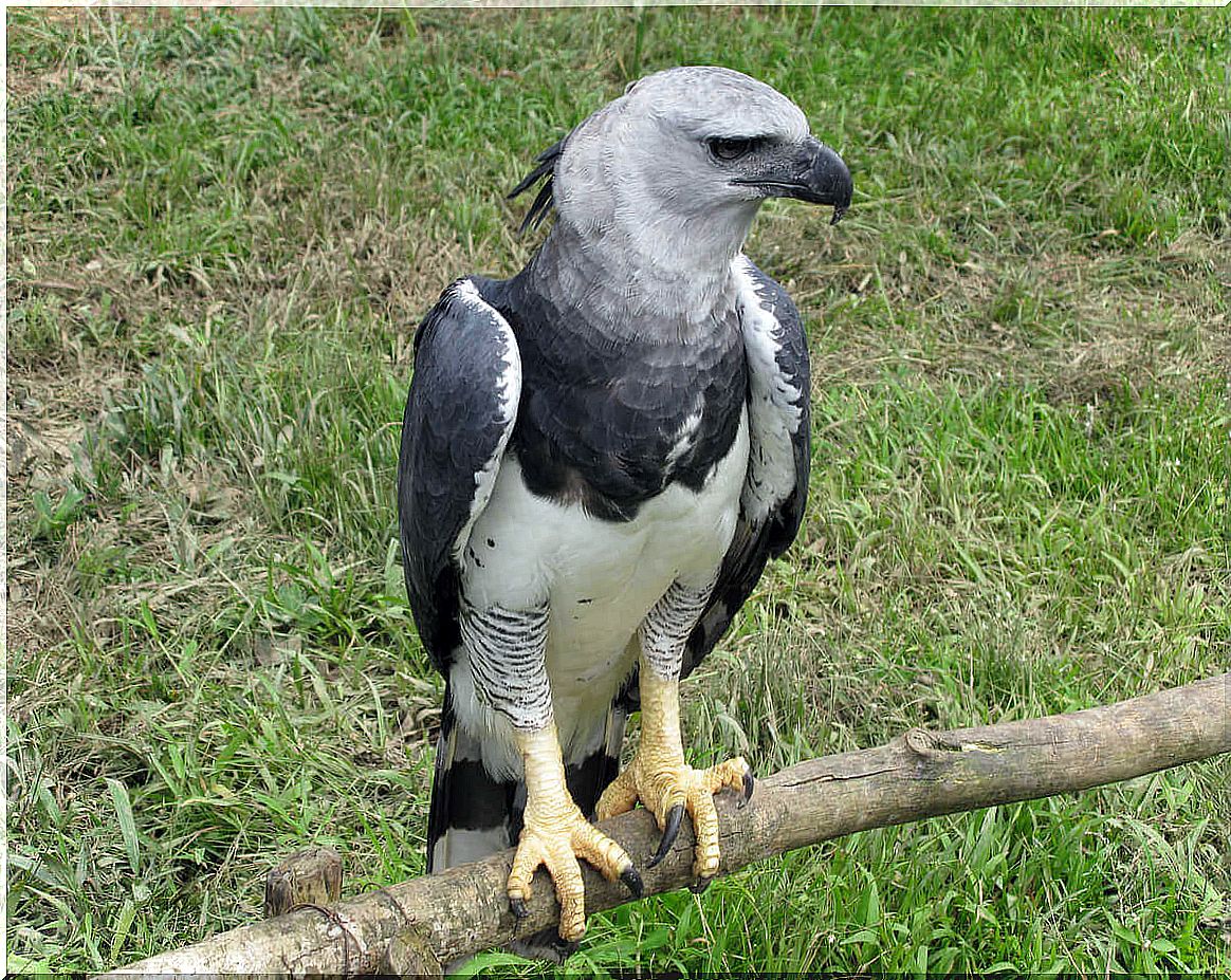 Harpy - sits on a branch