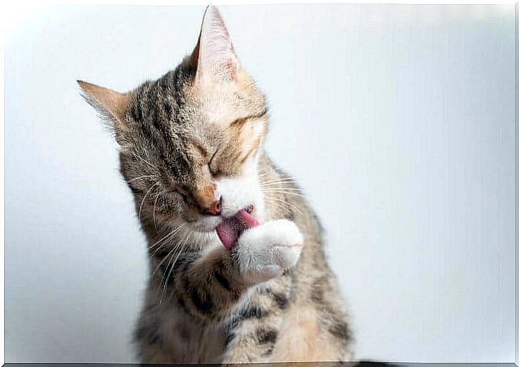 Heat stroke in cats - cat licks its paws