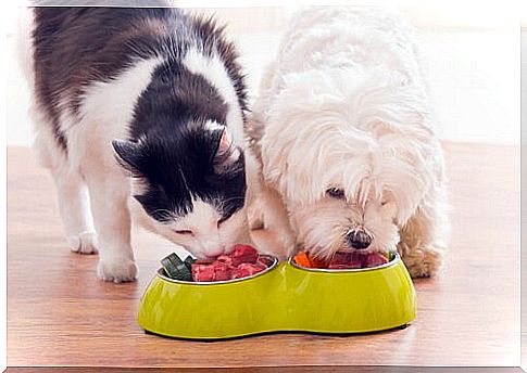 Get rid of hiccups in dogs and cats with food