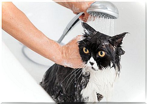 Get rid of hiccups in dogs and cats with bathing