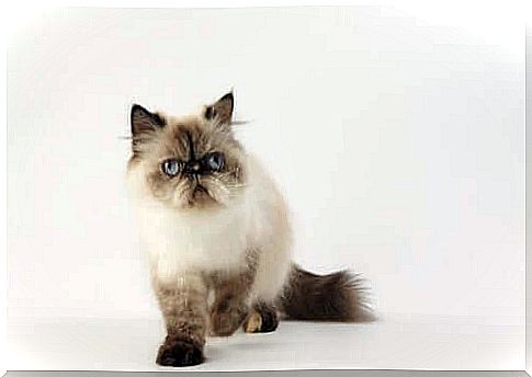 Himalayan cat