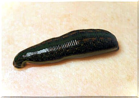 Hirudo Medicinalis: a medicinal leech