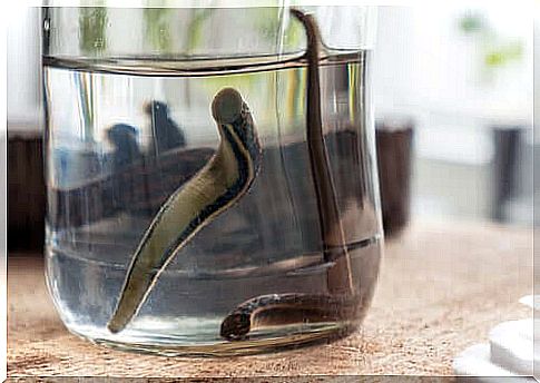 Leeches in the glass