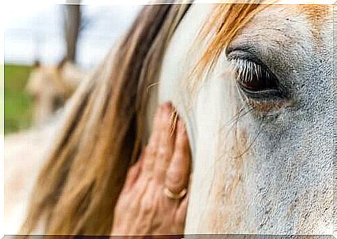 Horses can interpret human expressions and feelings