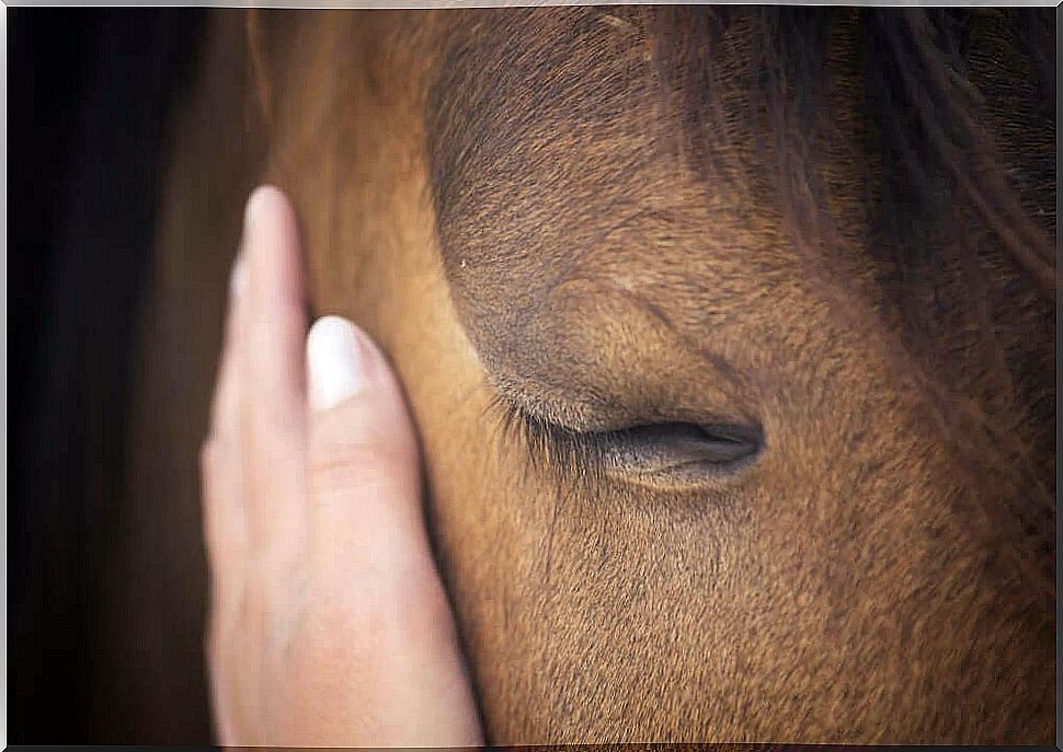 Horses are really very sensitive beings