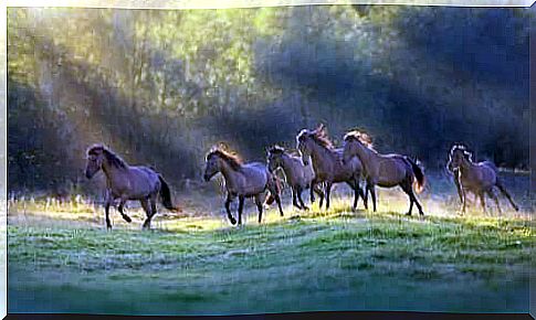 A herd of horses gallops across a meadow