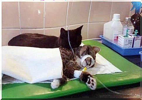 Cats in the hospital