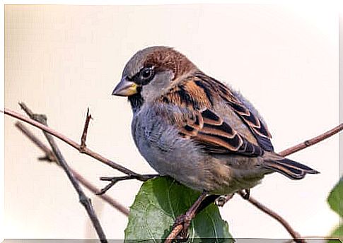 House Sparrow: Is It Endangered?