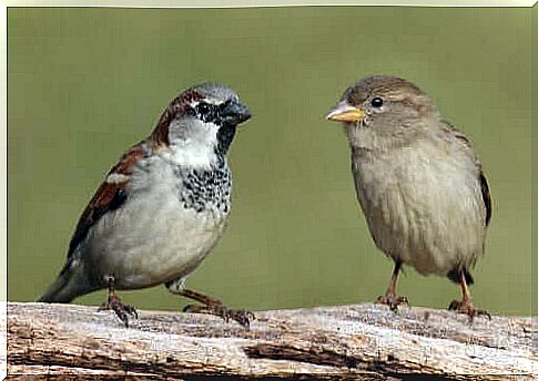 Haussperling Pärchen