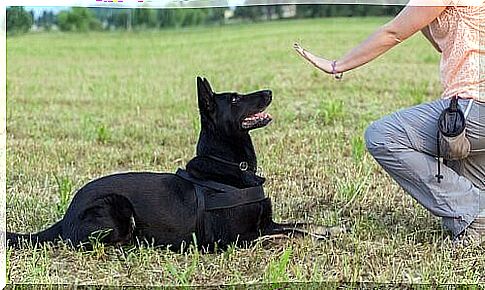 Training: calm the dog down