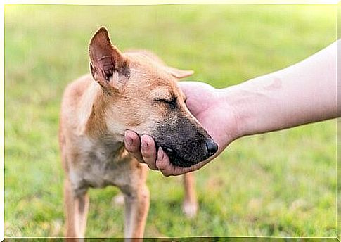 Dog who trusts his master