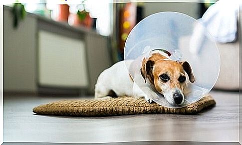 How do I disinfect my dog's wounds?