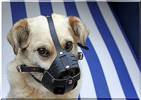 How to disinfect my dog's wounds at home - muzzled dog