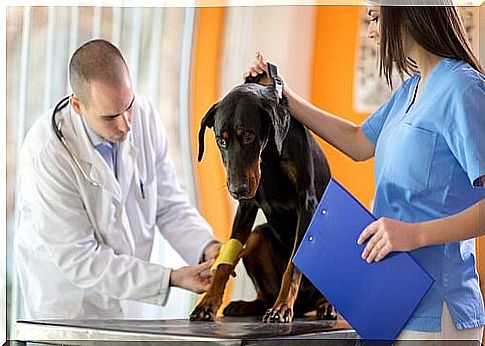 How to disinfect my dog's wounds at home - dog at the vet