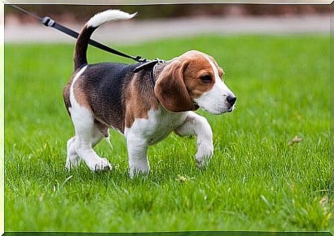 Dog on leash