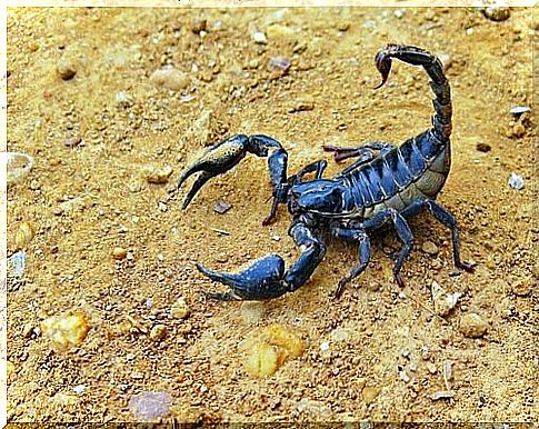 Angry Scorpio